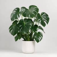 Monstera Deliciosa &ndash; Fensterblatt