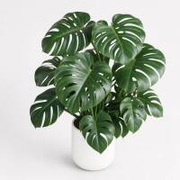 Monstera Deliciosa &ndash; Fensterblatt