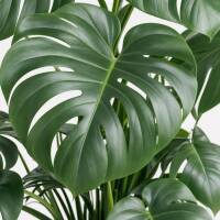 Monstera Deliciosa &ndash; Fensterblatt