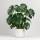 Monstera Deliciosa &ndash; Fensterblatt
