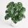 Monstera Deliciosa &ndash; Fensterblatt