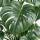 Monstera Deliciosa &ndash; Fensterblatt