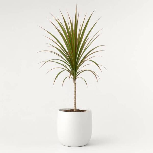 Dracaena Marginata &ndash; Drachenbaum