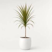 Dracaena Marginata &ndash; Drachenbaum