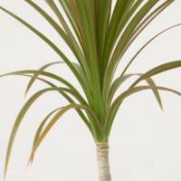 Dracaena Marginata &ndash; Drachenbaum