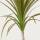 Dracaena Marginata &ndash; Drachenbaum