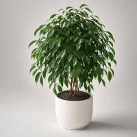 Ficus Benjamina &ndash; Birkenfeige