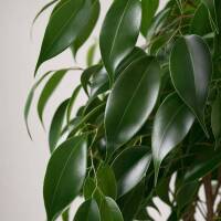 Ficus Benjamina &ndash; Birkenfeige