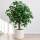Ficus Benjamina &ndash; Birkenfeige