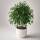 Ficus Benjamina &ndash; Birkenfeige