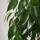 Ficus Benjamina &ndash; Birkenfeige