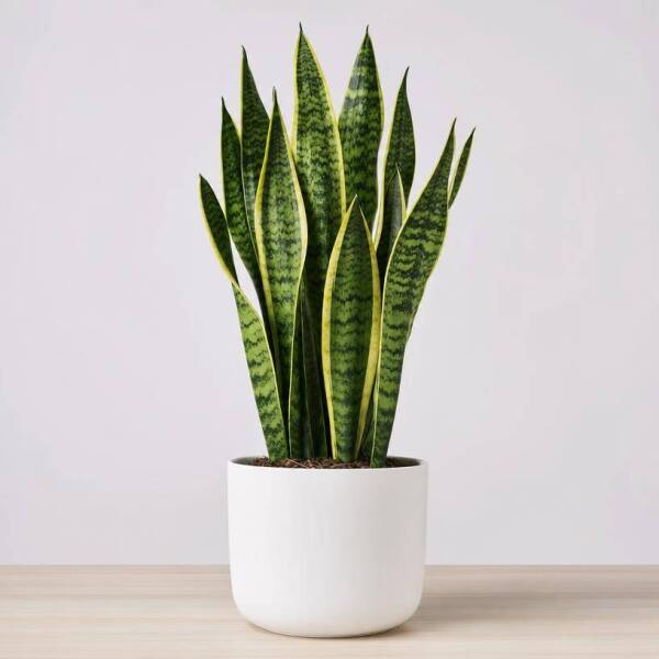 Sansevieria Trifasciata &ndash; Bogenhanf / Schwiegermutterzunge