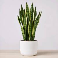 Sansevieria Trifasciata &ndash; Bogenhanf /...