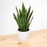 Sansevieria Trifasciata &ndash; Bogenhanf / Schwiegermutterzunge