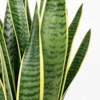 Sansevieria Trifasciata &ndash; Bogenhanf / Schwiegermutterzunge