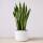 Sansevieria Trifasciata &ndash; Bogenhanf / Schwiegermutterzunge
