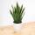 Sansevieria Trifasciata &ndash; Bogenhanf / Schwiegermutterzunge