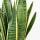 Sansevieria Trifasciata &ndash; Bogenhanf / Schwiegermutterzunge