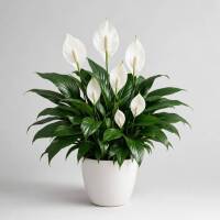 Spathiphyllum &ndash; Einblatt / Friedenslilie