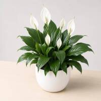 Spathiphyllum &ndash; Einblatt / Friedenslilie