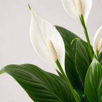 Spathiphyllum &ndash; Einblatt / Friedenslilie