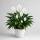 Spathiphyllum &ndash; Einblatt / Friedenslilie