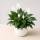 Spathiphyllum &ndash; Einblatt / Friedenslilie