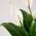 Spathiphyllum &ndash; Einblatt / Friedenslilie