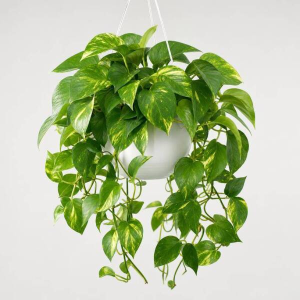 Pothos Efeutute &ndash; Schnell wachsende H&auml;ngepflanze