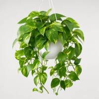 Pothos Efeutute &ndash; Schnell wachsende H&auml;ngepflanze