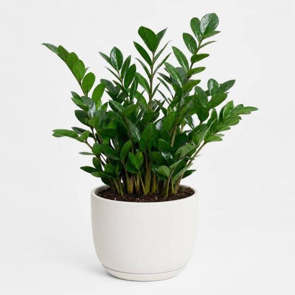 Zamioculcas Zamiifolia &ndash; ZZ-Pflanze / Gl&uuml;cksfeder