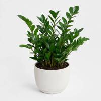 Zamioculcas Zamiifolia &ndash; ZZ-Pflanze / Gl&uuml;cksfeder