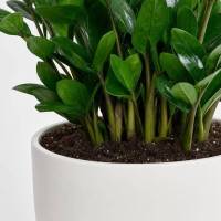 Zamioculcas Zamiifolia &ndash; ZZ-Pflanze / Gl&uuml;cksfeder