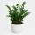 Zamioculcas Zamiifolia &ndash; ZZ-Pflanze / Gl&uuml;cksfeder
