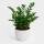 Zamioculcas Zamiifolia &ndash; ZZ-Pflanze / Gl&uuml;cksfeder
