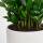Zamioculcas Zamiifolia &ndash; ZZ-Pflanze / Gl&uuml;cksfeder