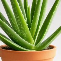 Aloe Vera &ndash; Heilpflanze mit dickfleischigen Bl&auml;ttern
