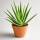 Aloe Vera &ndash; Heilpflanze mit dickfleischigen Bl&auml;ttern