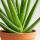Aloe Vera &ndash; Heilpflanze mit dickfleischigen Bl&auml;ttern