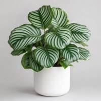Calathea Orbifolia &ndash; Dekorative Blattpflanze mit...