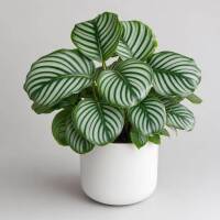 Calathea Orbifolia &ndash; Dekorative Blattpflanze mit silber-gr&uuml;nen Streifenbl&auml;ttern