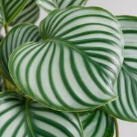 Calathea Orbifolia &ndash; Dekorative Blattpflanze mit silber-gr&uuml;nen Streifenbl&auml;ttern