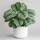 Calathea Orbifolia &ndash; Dekorative Blattpflanze mit silber-gr&uuml;nen Streifenbl&auml;ttern