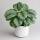 Calathea Orbifolia &ndash; Dekorative Blattpflanze mit silber-gr&uuml;nen Streifenbl&auml;ttern