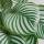Calathea Orbifolia &ndash; Dekorative Blattpflanze mit silber-gr&uuml;nen Streifenbl&auml;ttern